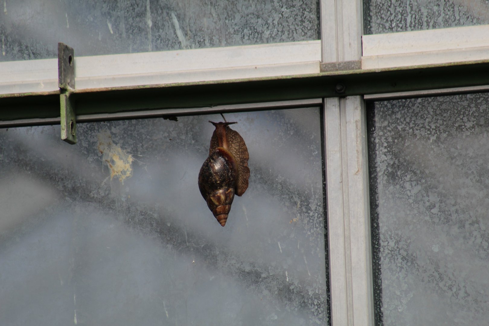 Tierpark Berlin- Giant Land Snail ID?