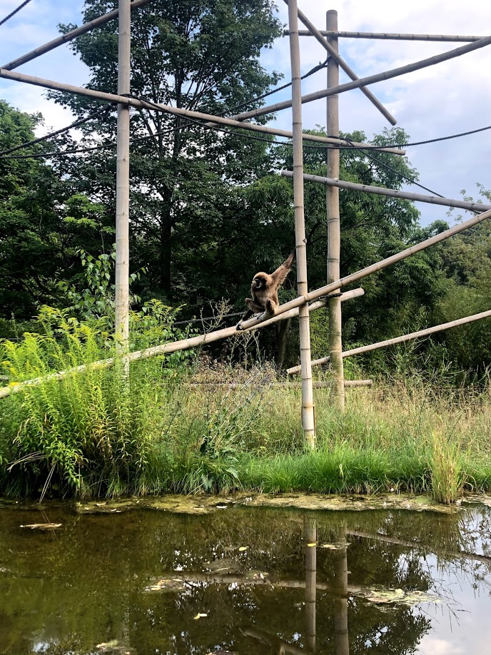 Tierpark Berlin- gibbon in outdoor enclosure- 2020