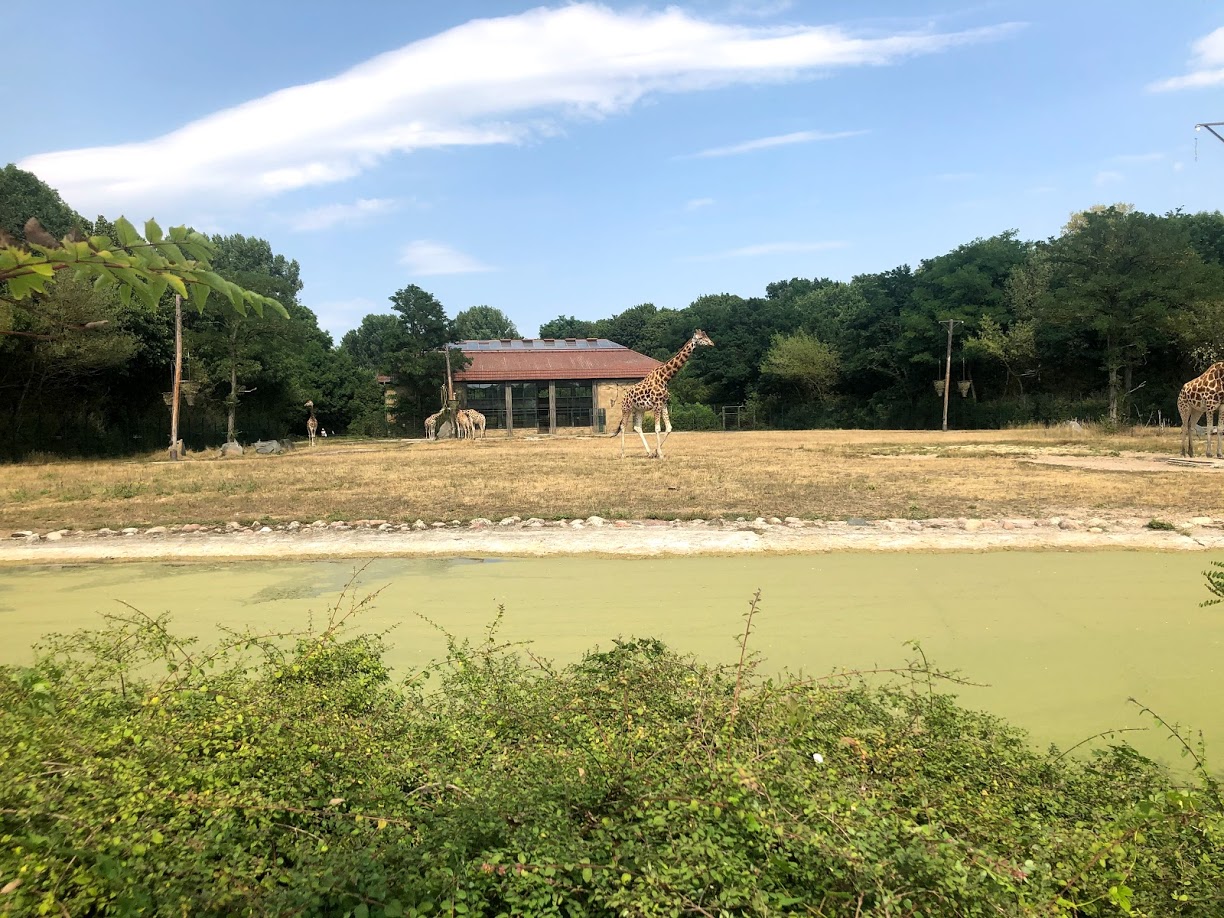 Tierpark Berlin- giraffe paddock- 2020