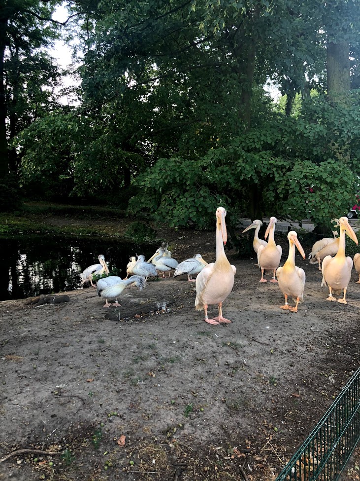 Tierpark Berlin- group of pelicans- 2020