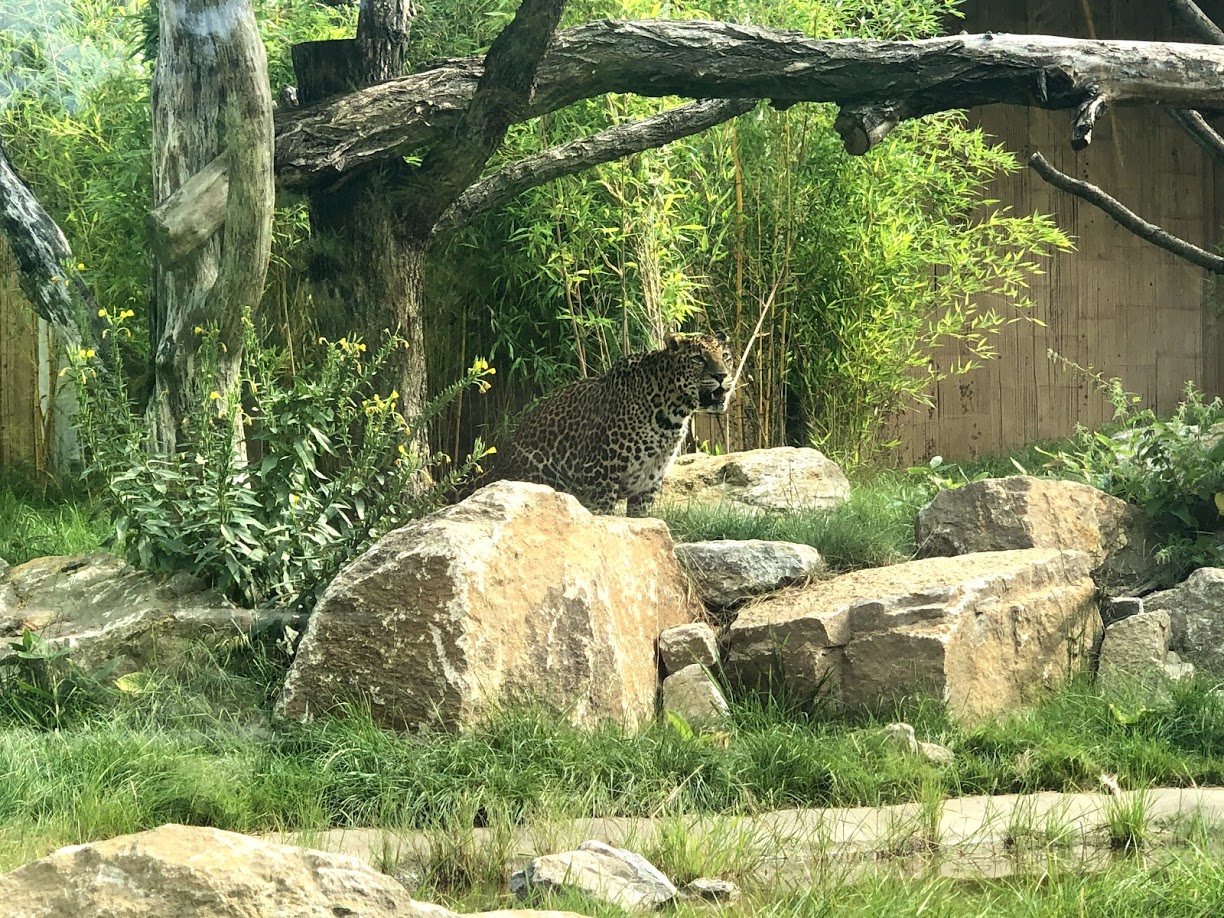 Tierpark Berlin- Javan Leopard- 2020