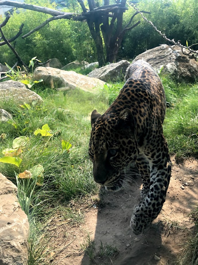 Tierpark Berlin- Javan leopard close up- 2020