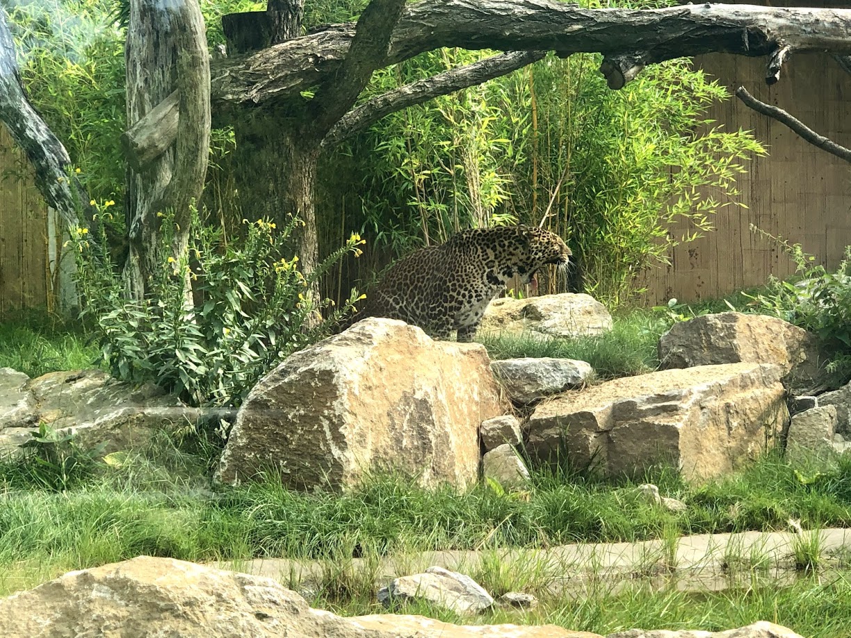 Tierpark Berlin- Javan leopard yawning- 2020