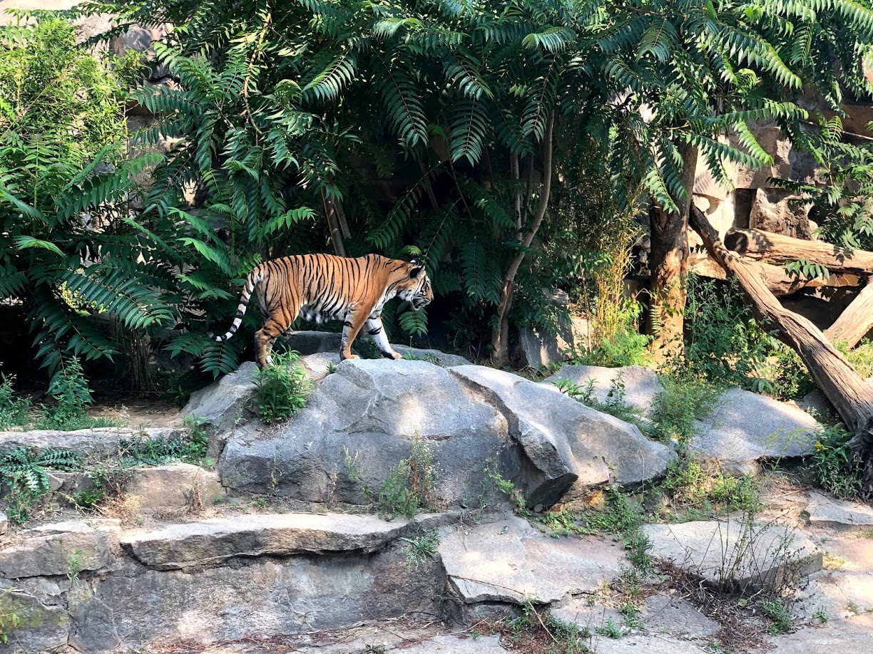 Tierpark Berlin- male sumatran tiger- 2020