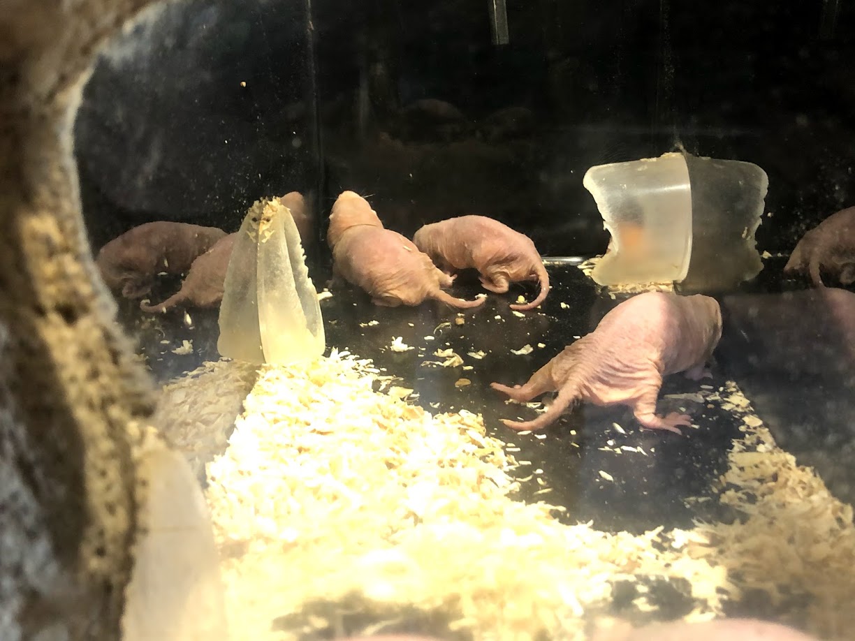 Tierpark Berlin- naked mole rat- 2020