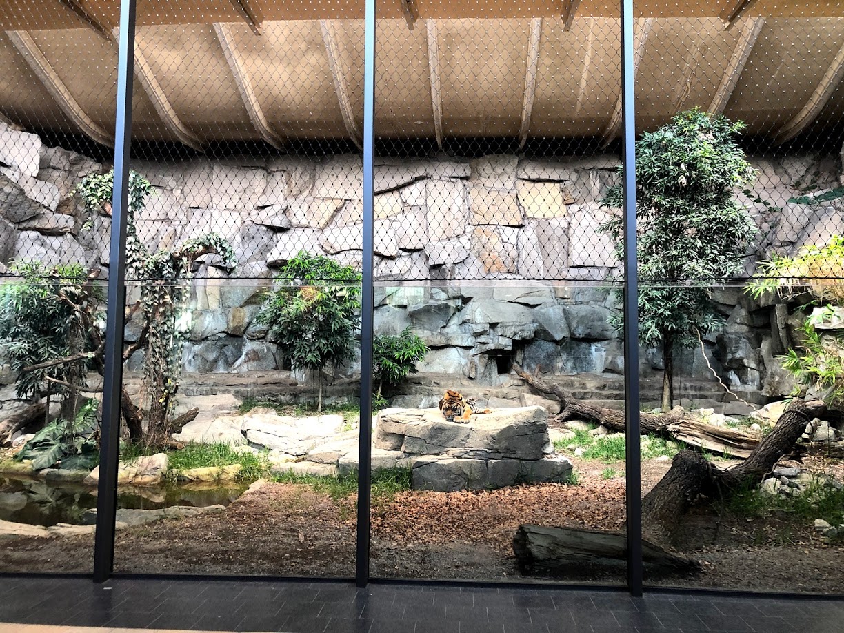 Tierpark Berlin- renovated indoor enclosure for sumatran tige- 2020