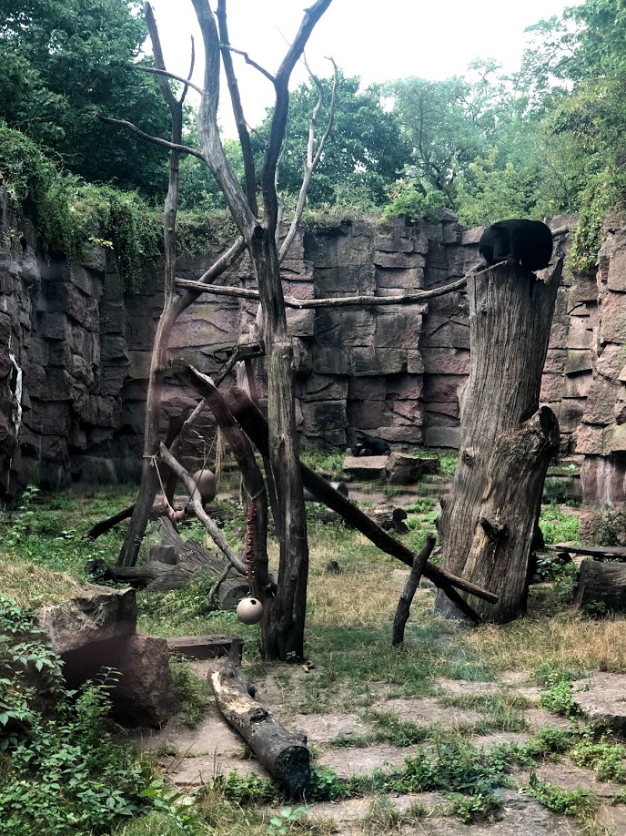 Tierpark Berlin- spectacled bear canyon- 2020