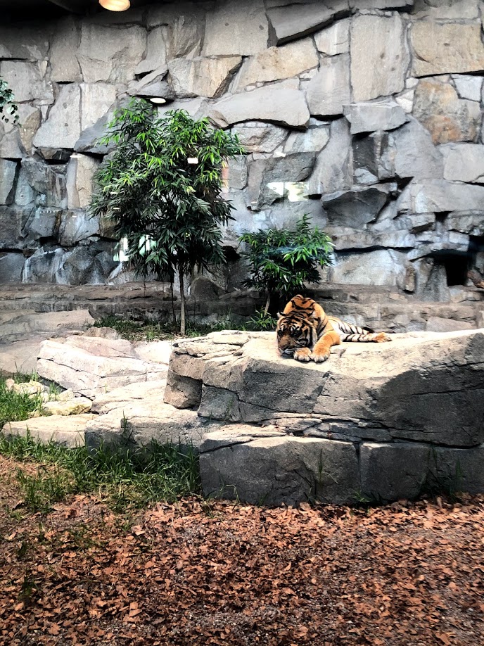 Tierpark Berlin- sumatran tiger lying on heated rock- 2020