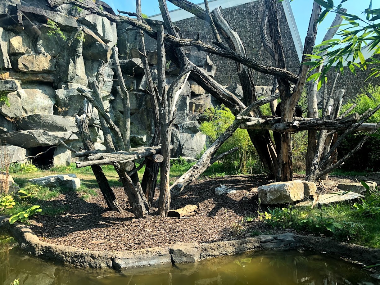 Tierpark Berlin- sun bear in outdoor enclosure- 2020