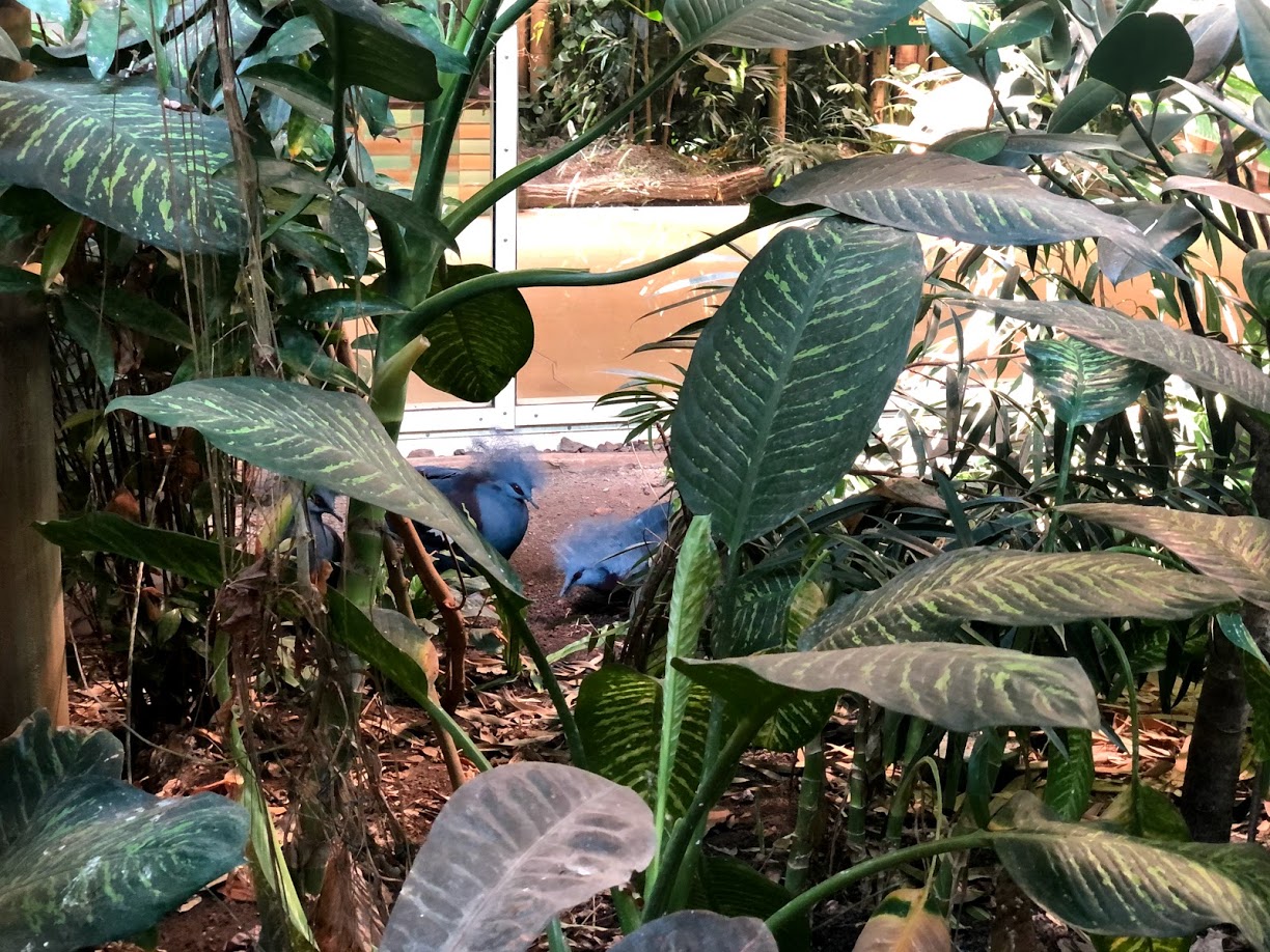 Tierpark Berlin- two crowned pigeons- 2020