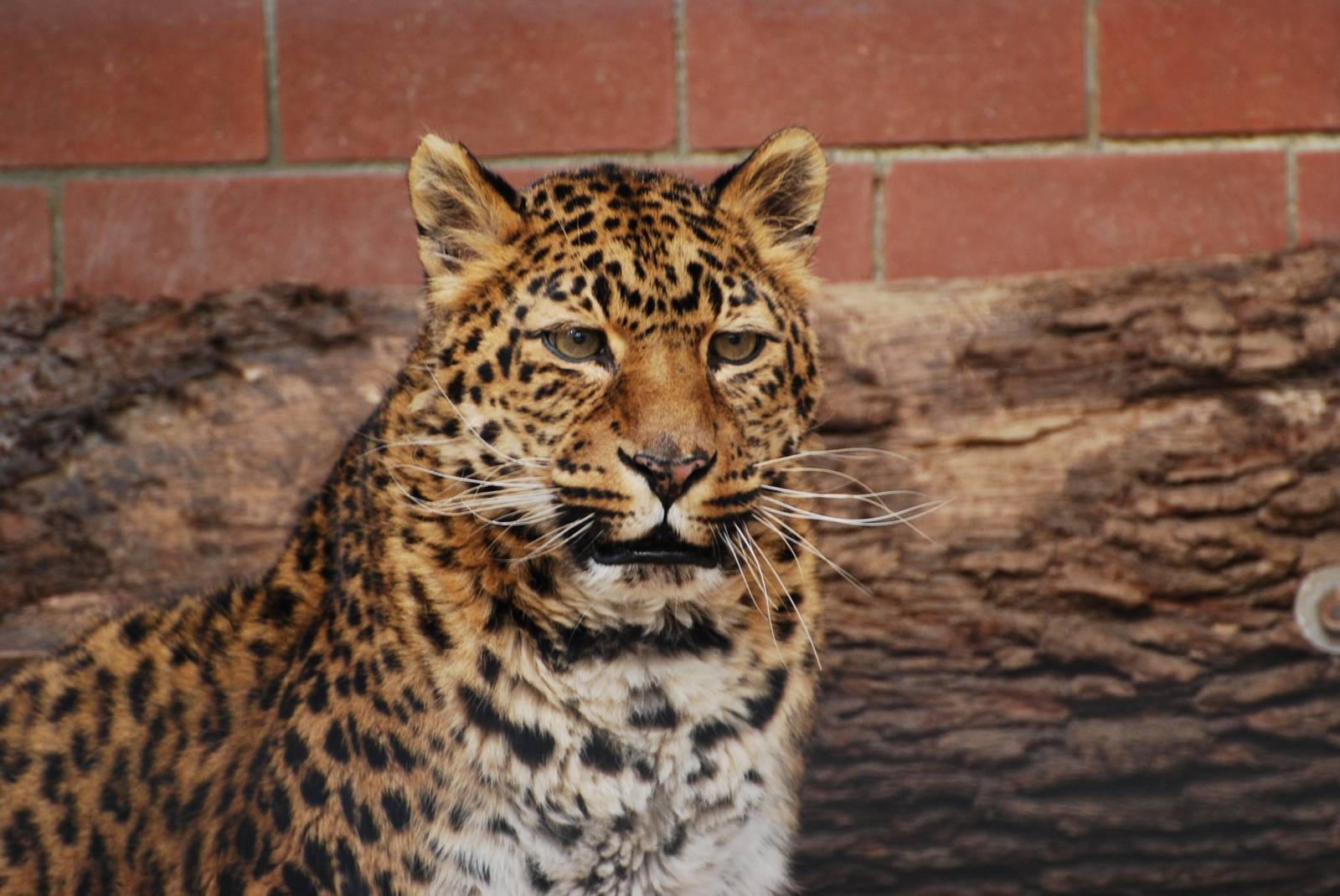 Tierpark Chemnitz - March 2008