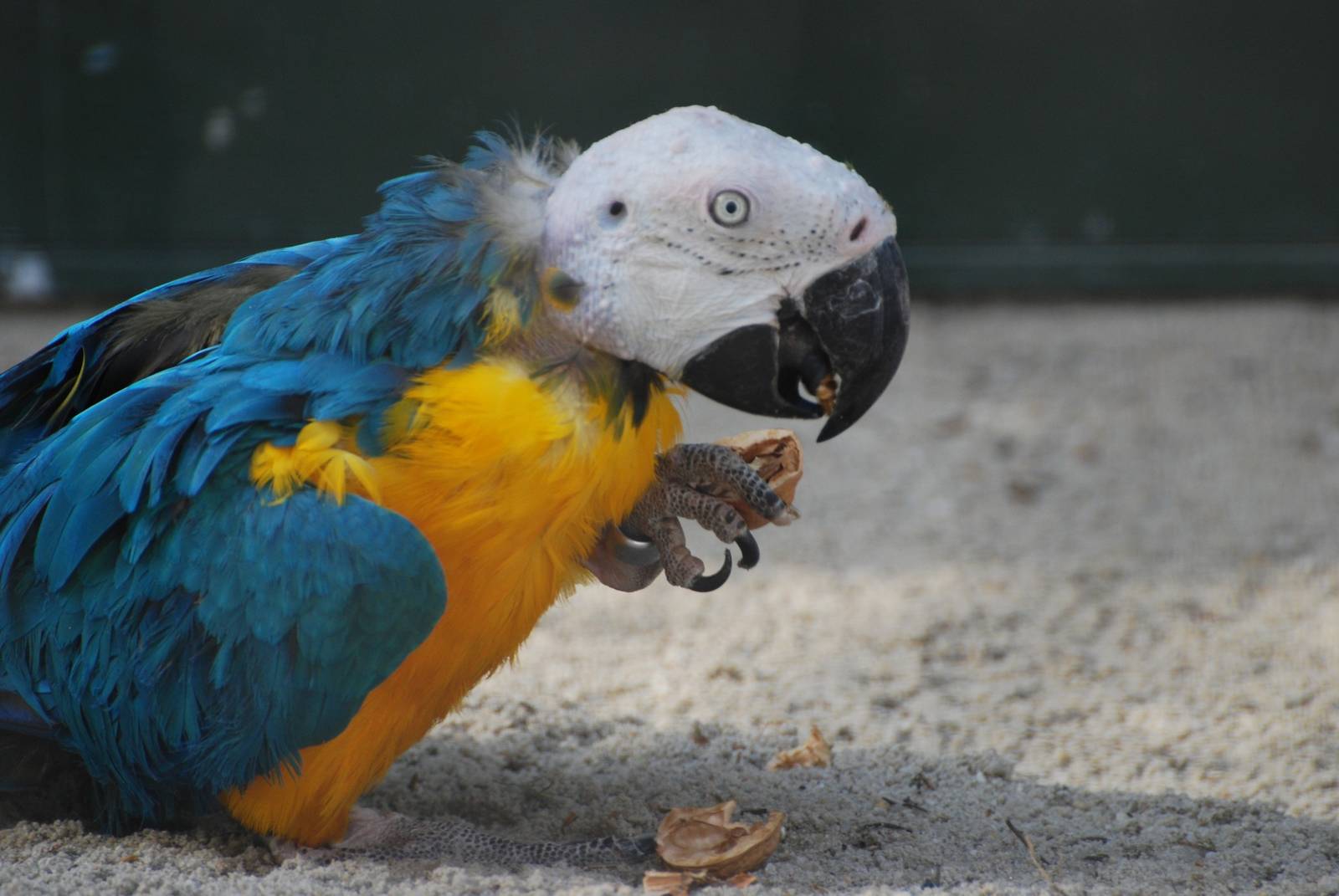 Tierpark Chemnitz - March 2008