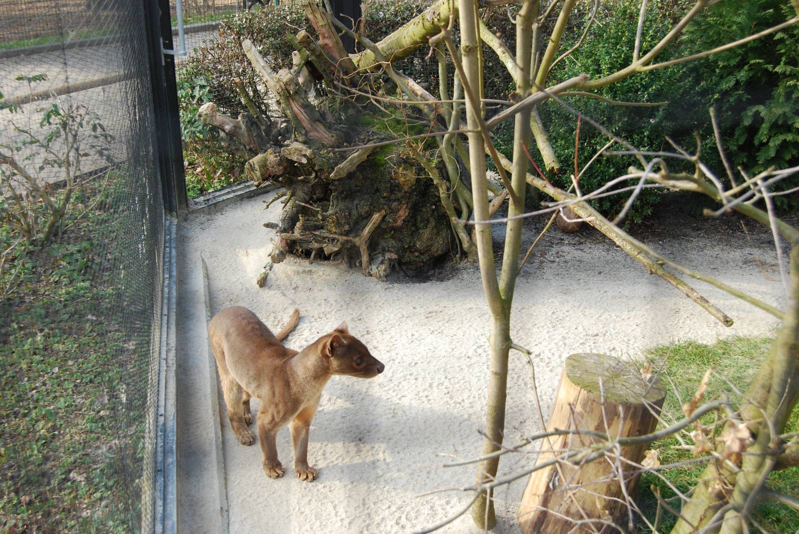 Tierpark Chemnitz - March 2008.