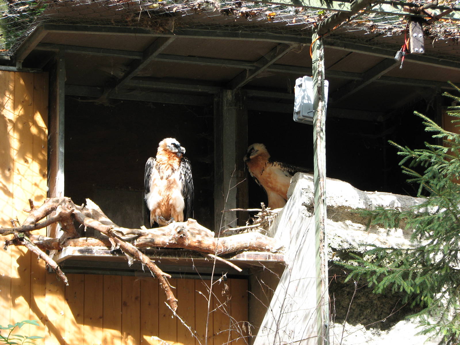 Tierpark Dählhölzli 2006 - Bearded Vulture enclosure