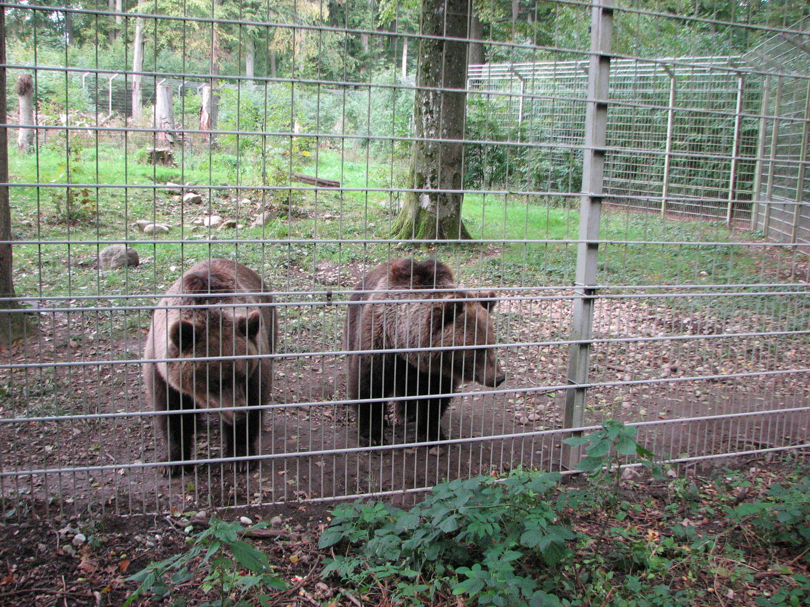 Tierpark Dählhölzli 2006 - Curious Brown Bears and part of their enclosure