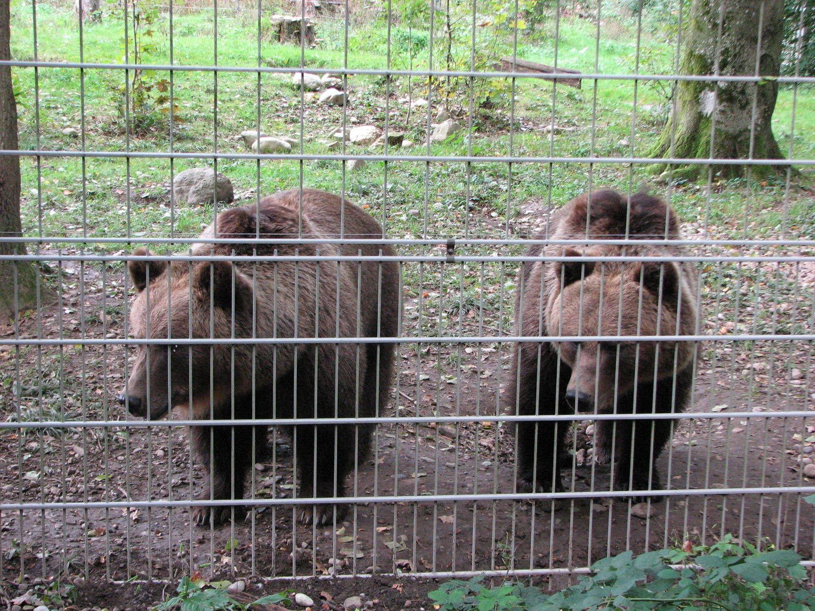 Tierpark Dählhölzli 2006 - Curious Brown Bears