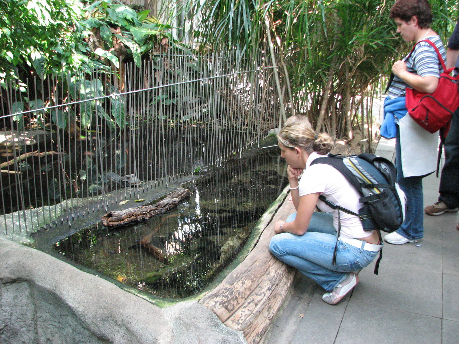 Tierpark Dählhölzli 2006 - Dwarf Crocodile exhibit and a lovely chance to l