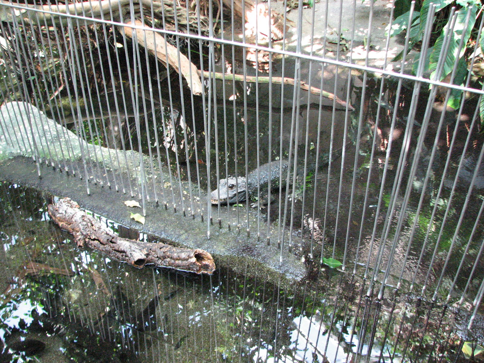 Tierpark Dählhölzli 2006 - Dwarf Crocodile in the Vivarium