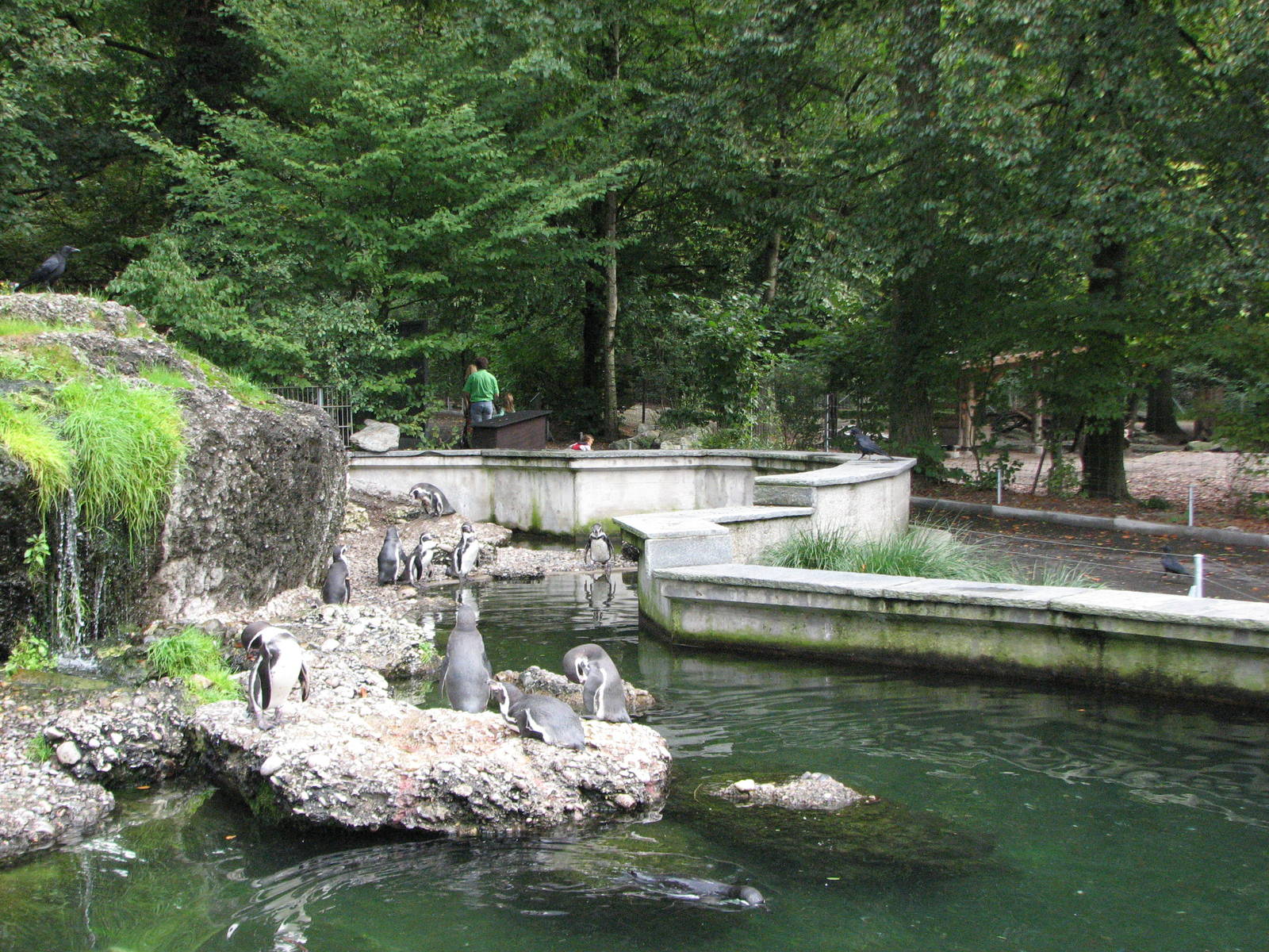 Tierpark Dählhölzli 2006 - Humboldt Penguin exhibit