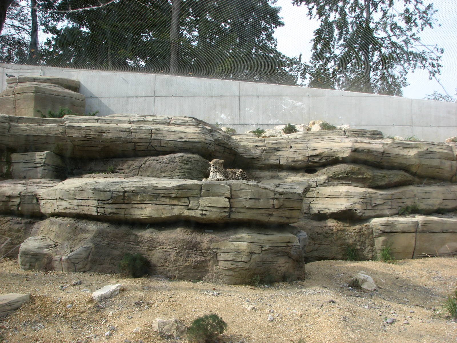 Tierpark Dählhölzli 2006 - Inside the Persian Leopard exhibit