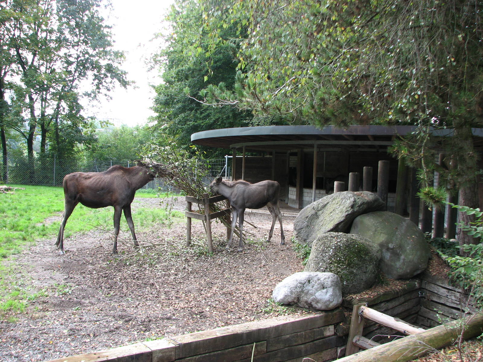 Tierpark Dählhölzli 2006 - Moose and calf and part of the exhibit