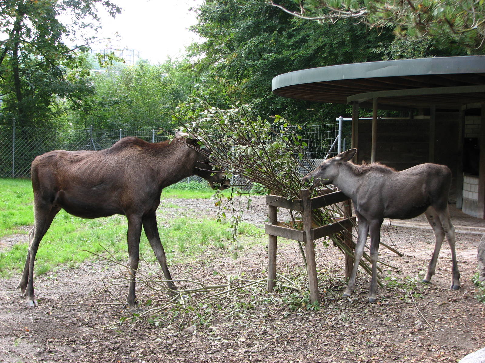 Tierpark Dählhölzli 2006 - Moose and calf