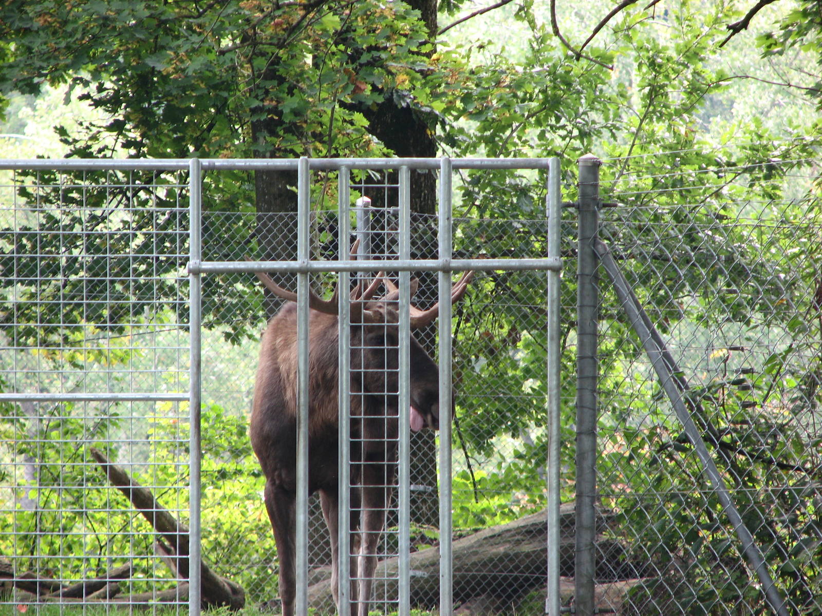 Tierpark Dählhölzli 2006 - Moose bull in his own enclosure