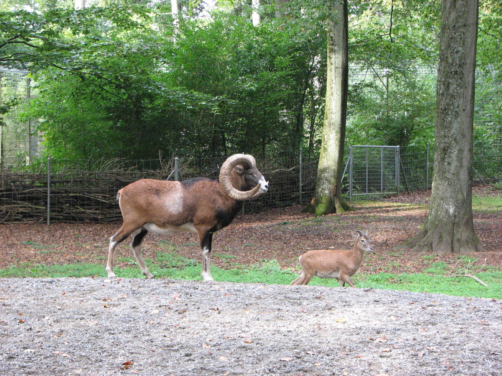 Tierpark Dählhölzli 2006 - Mufflon buck and kid