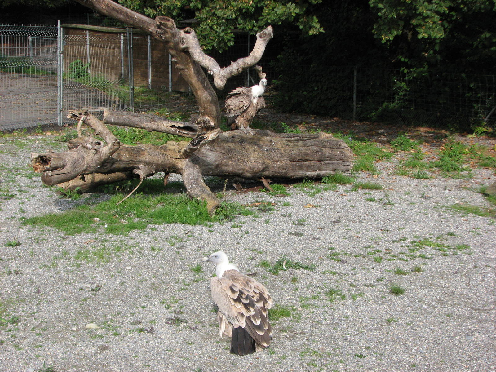 Tierpark Dählhölzli 2006 - Open-air Griffon Vulture exhibit