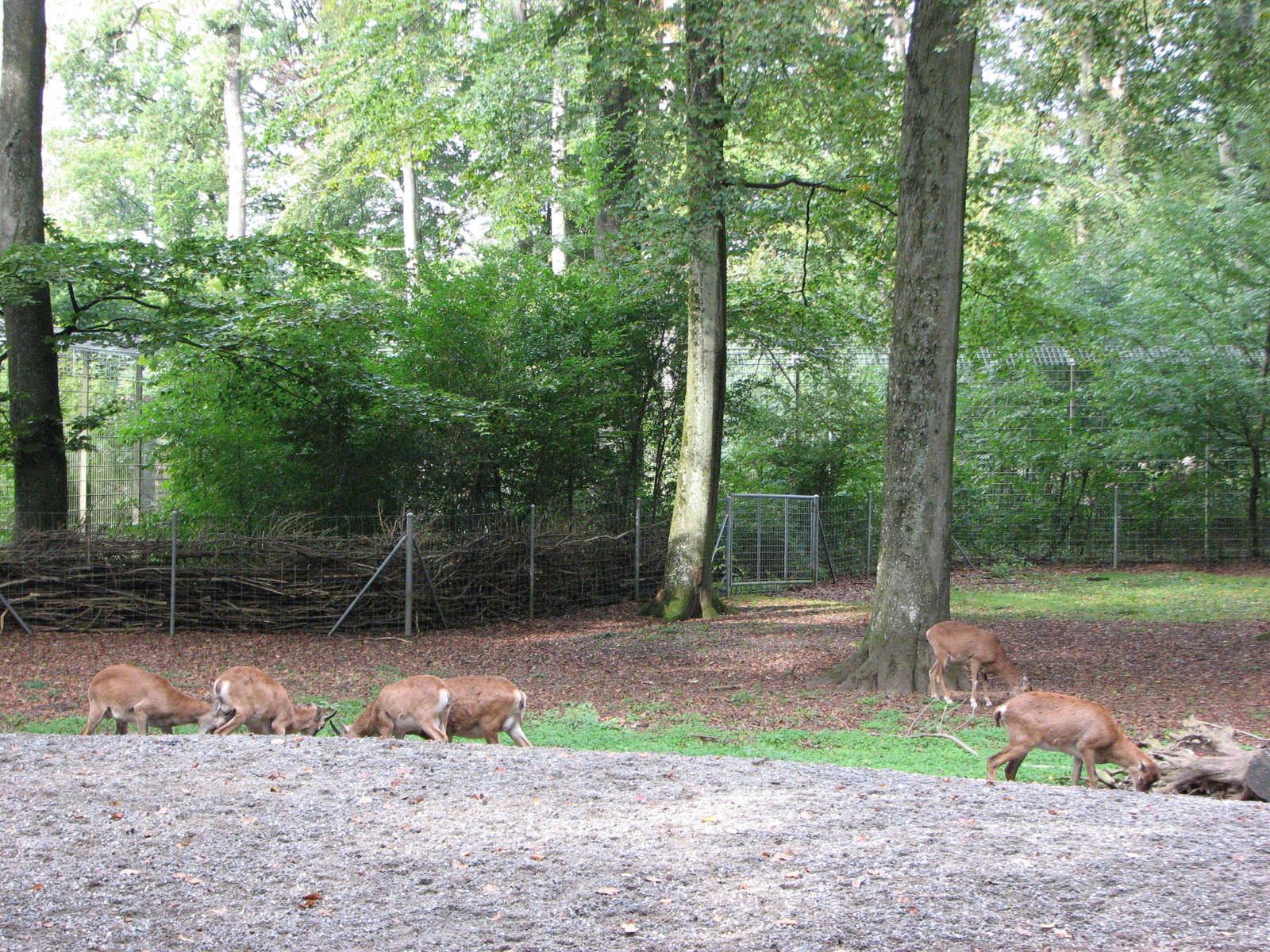 Tierpark Dählhölzli 2006 - Paddock for a big Mufflon group