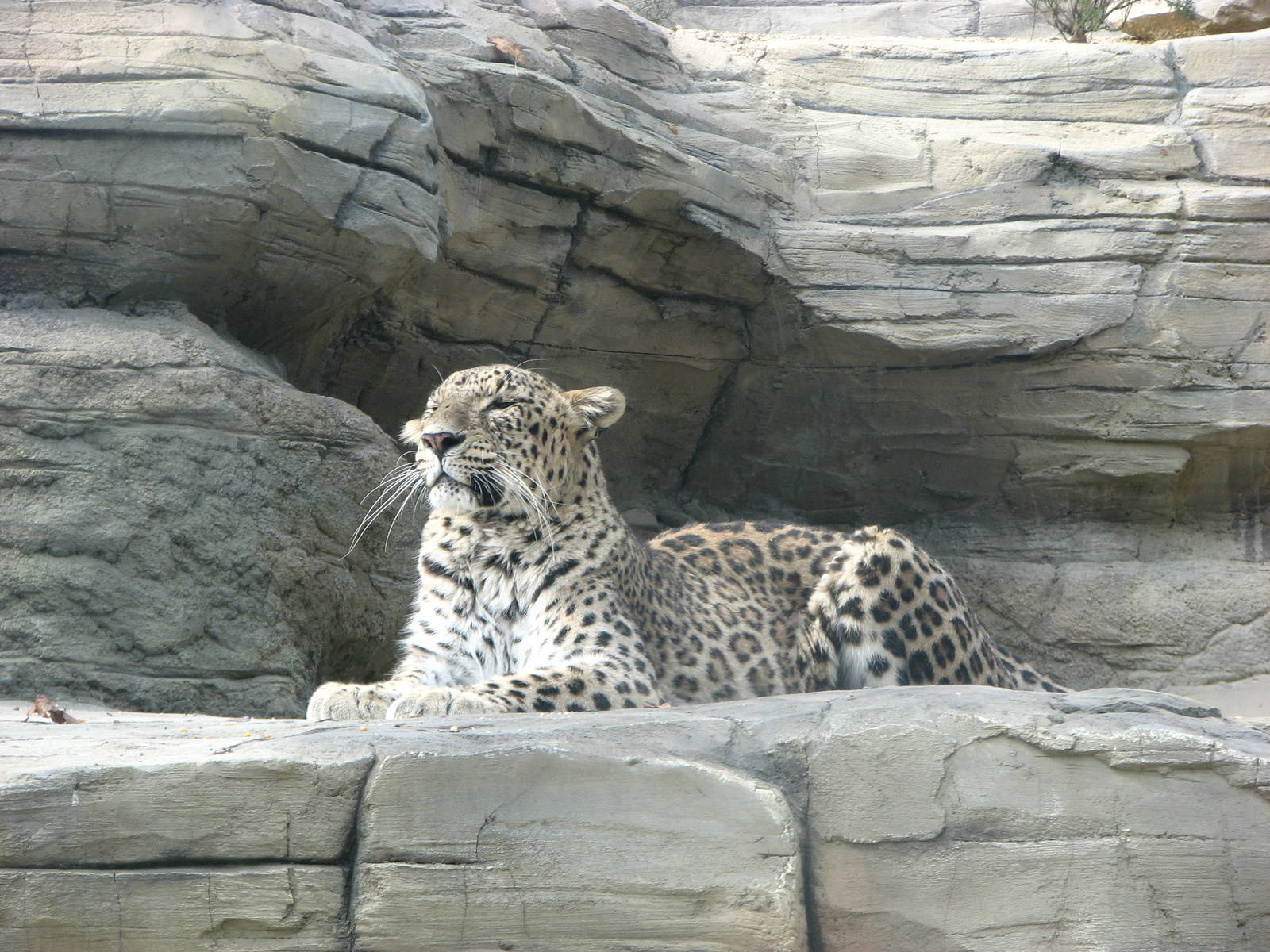 Tierpark Dählhölzli 2006 - Persian Leopard