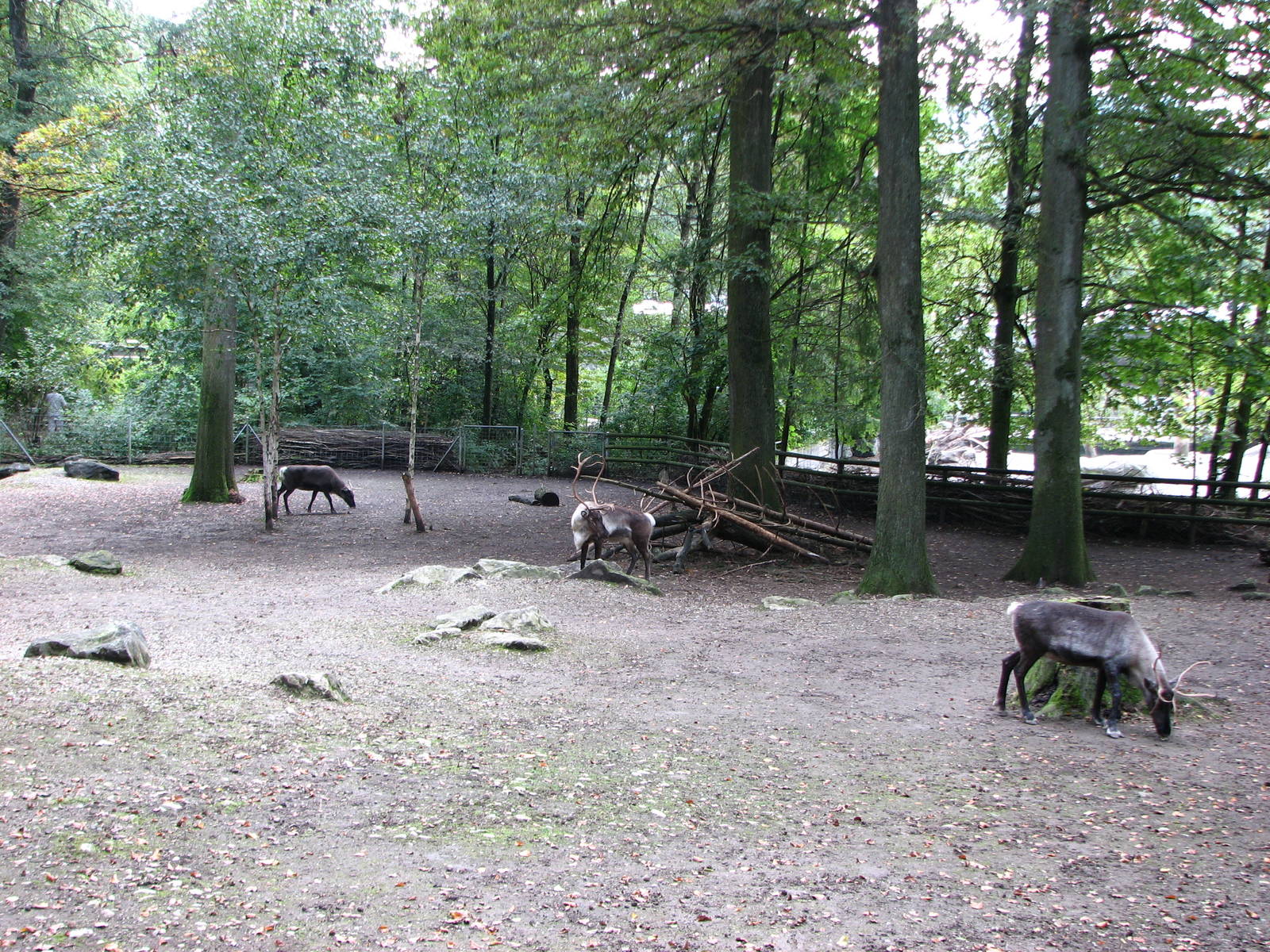 Tierpark Dählhölzli 2006 - Reindeer paddock