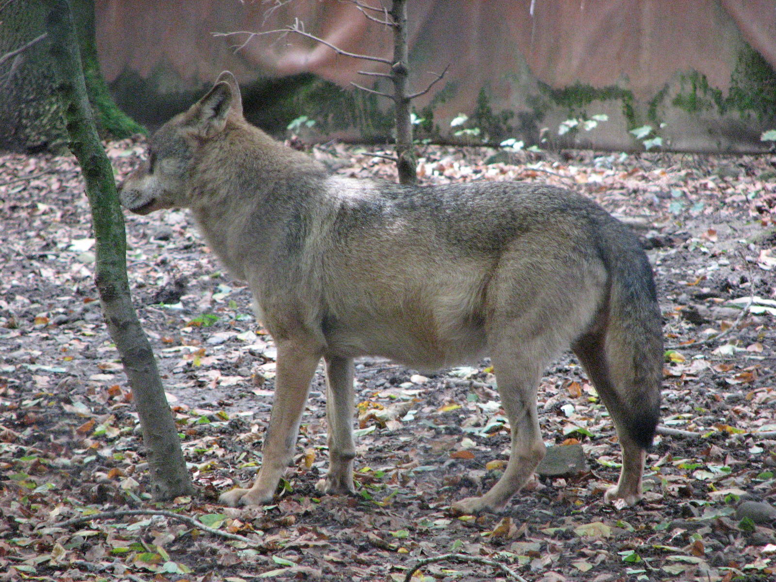 Tierpark Dählhölzli 2006 - Wolf