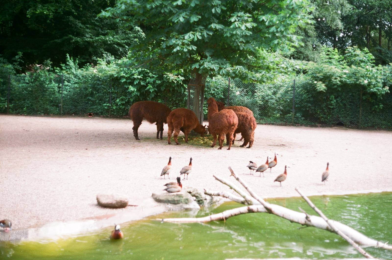 Tierpark Hagenbeck 1991 - Alpaca enclosure
