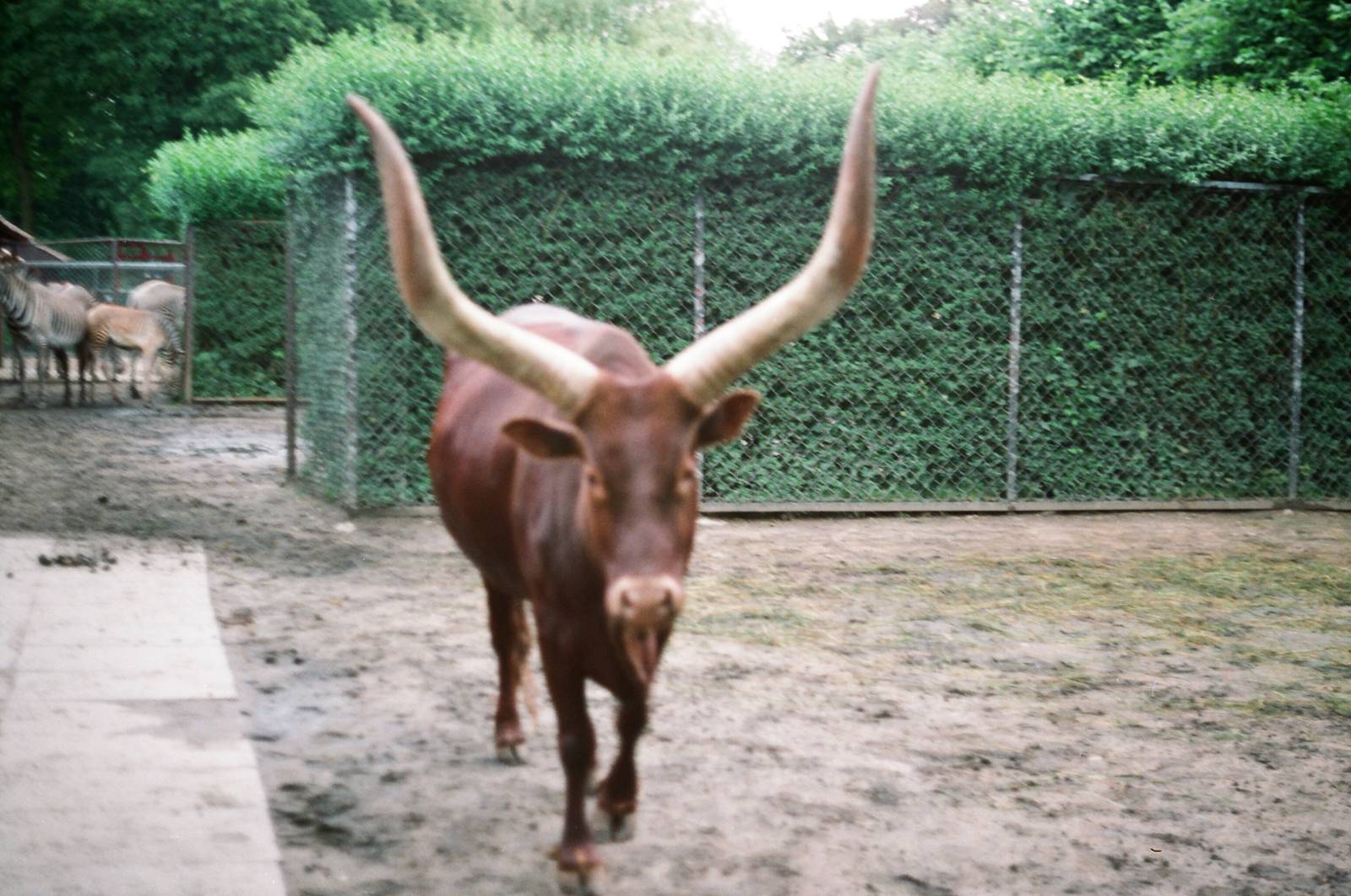 Tierpark Hagenbeck 1991 - Ankole Cattle