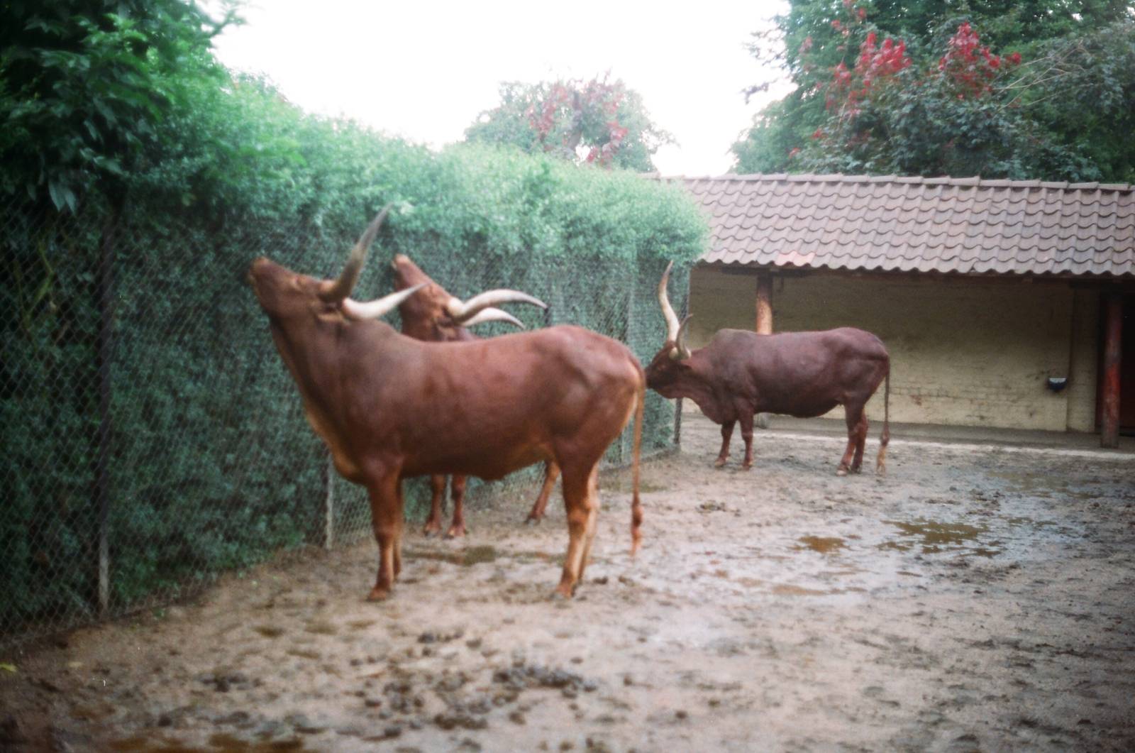 Tierpark Hagenbeck 1991 - Ankole Cattle