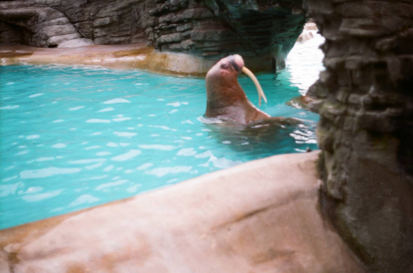 Tierpark Hagenbeck 1991 - Antje the wonderful walrus