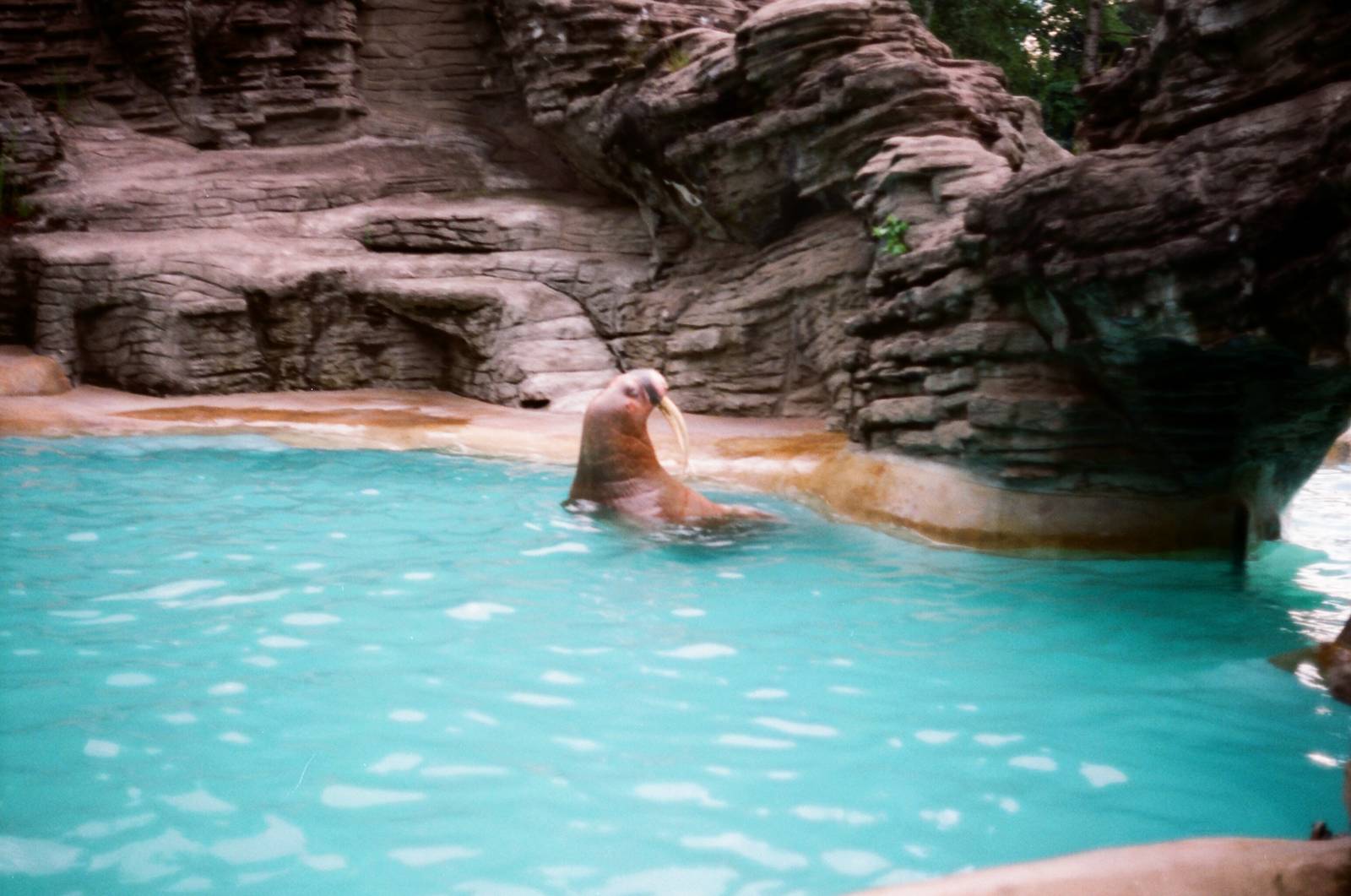 Tierpark Hagenbeck 1991 - Antje the wonderful walrus