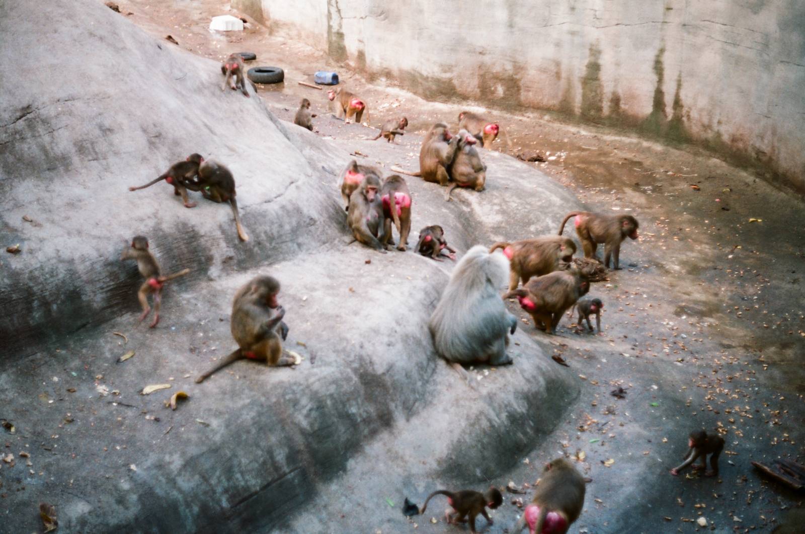 Tierpark Hagenbeck 1991 - Baboon group