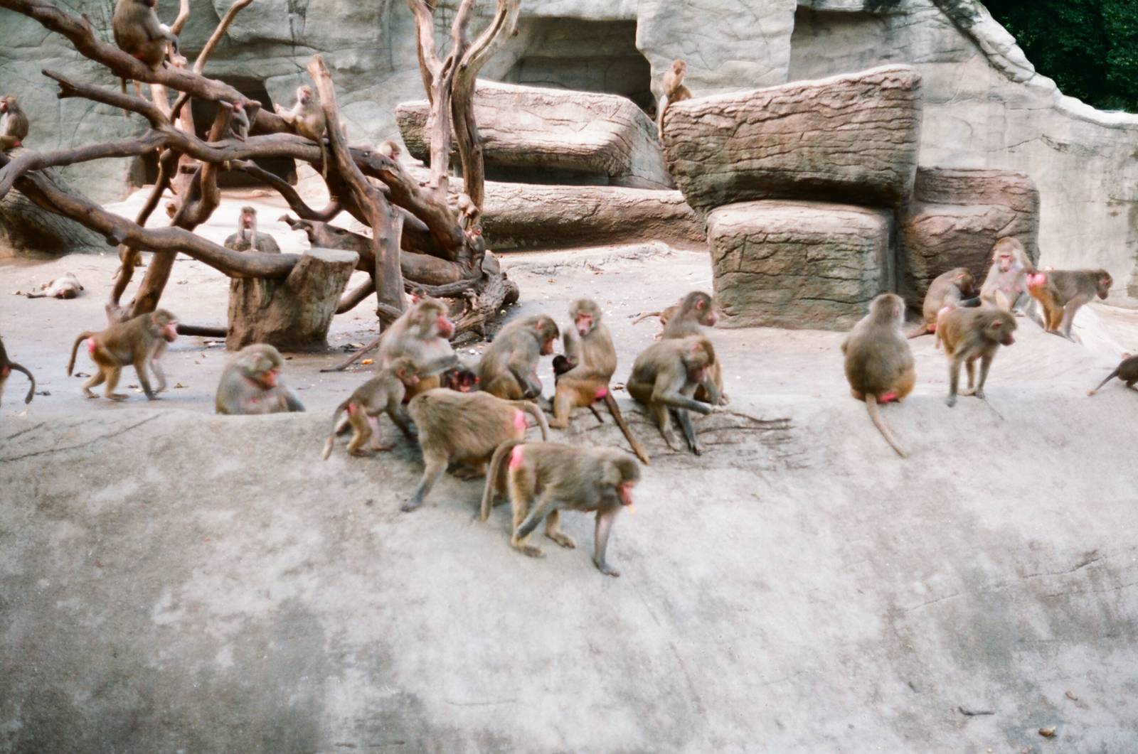 Tierpark Hagenbeck 1991 - Baboon group