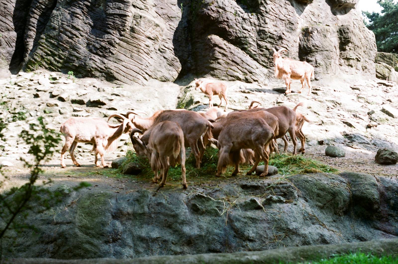 Tierpark Hagenbeck 1991 - Barbary Sheep feeding