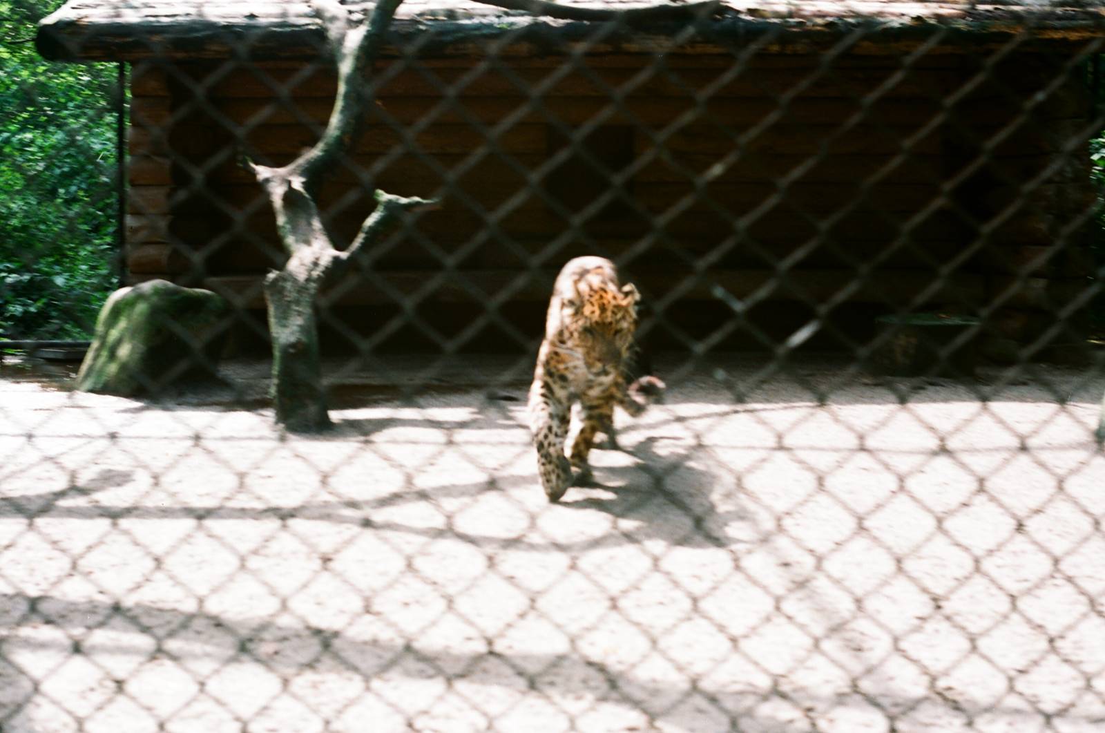 Tierpark Hagenbeck 1991 - Chinese Leopard enclosure