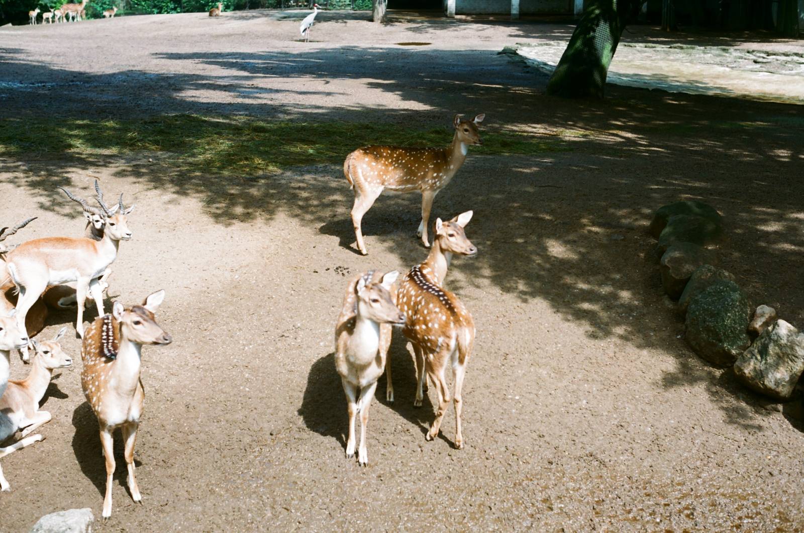 Tierpark Hagenbeck 1991 - Deer enclosure