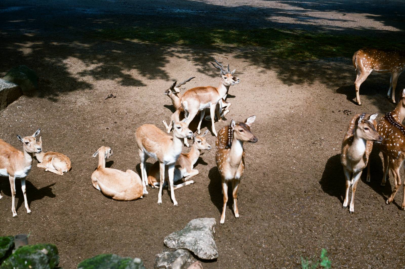 Tierpark Hagenbeck 1991 - Deer enclosure