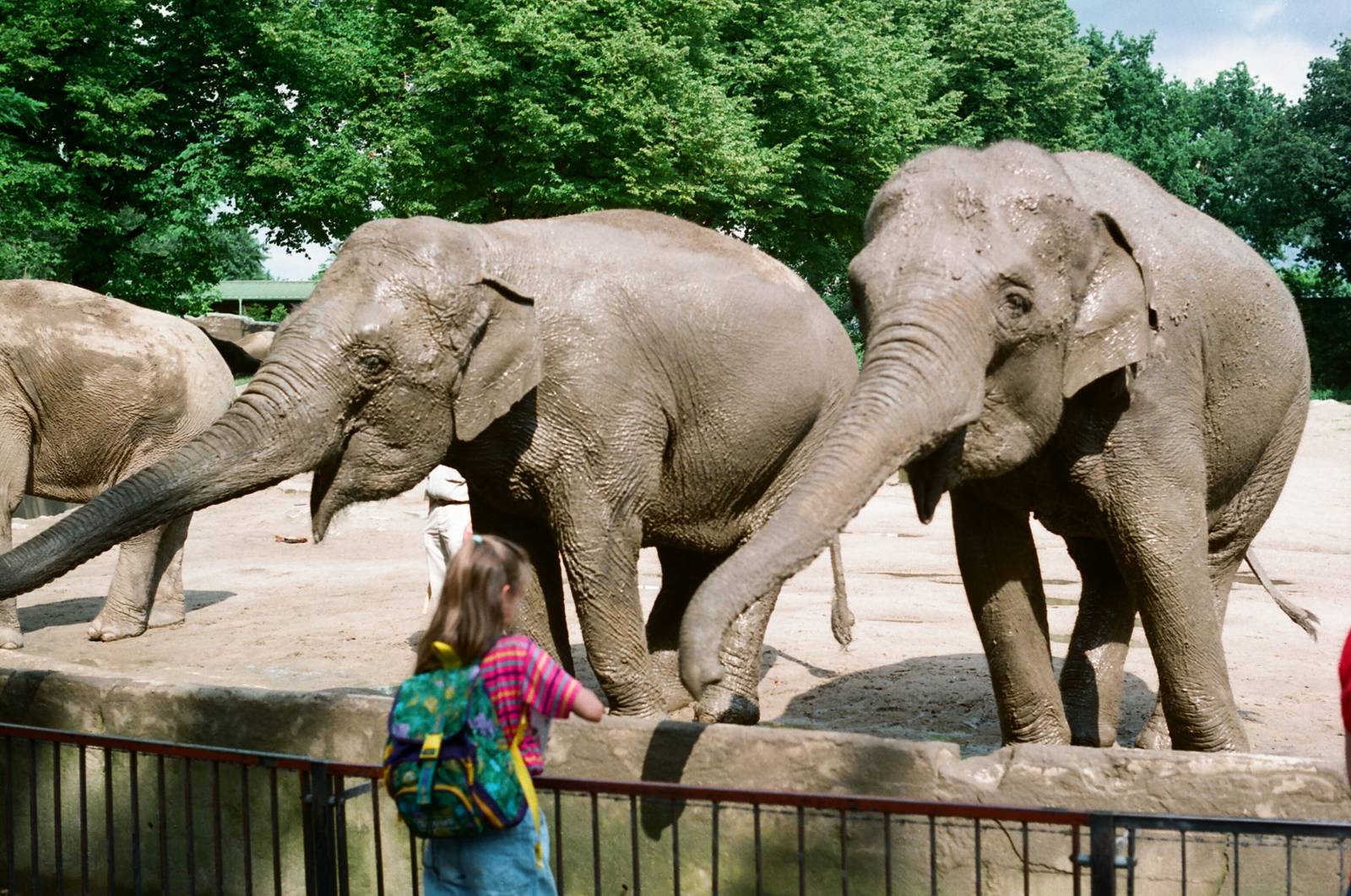 Tierpark Hagenbeck 1991 - Elephant feeding