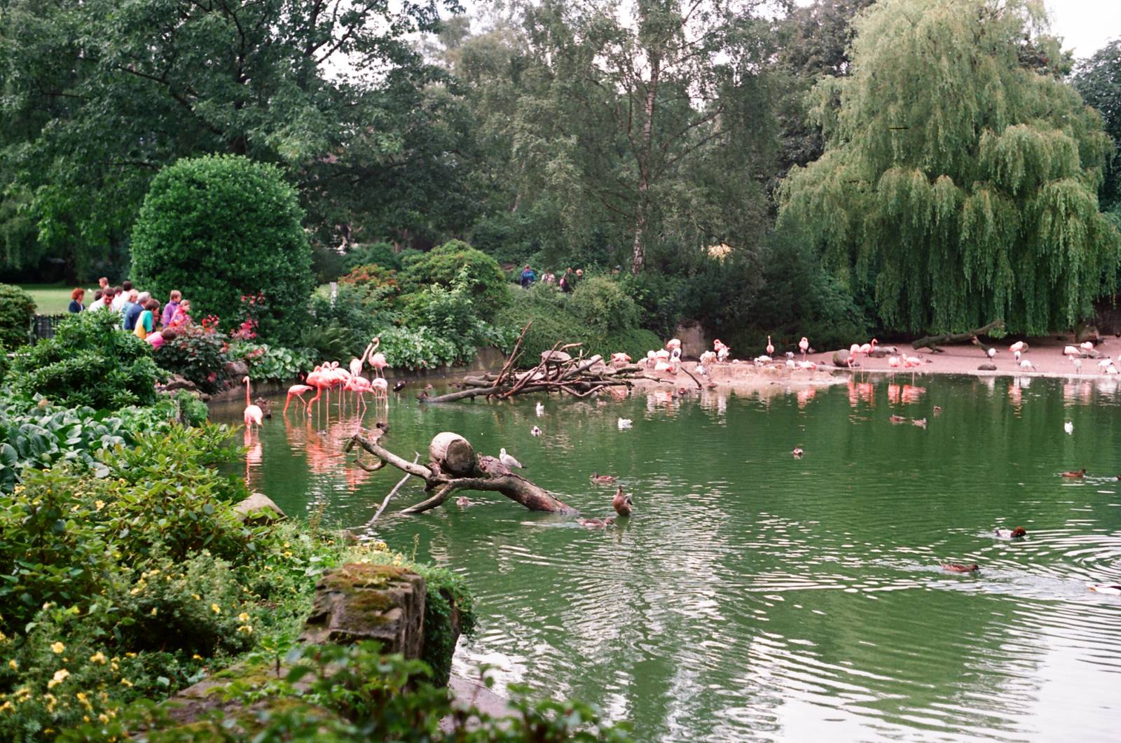 Tierpark Hagenbeck 1991 - Flamingo Lagoon
