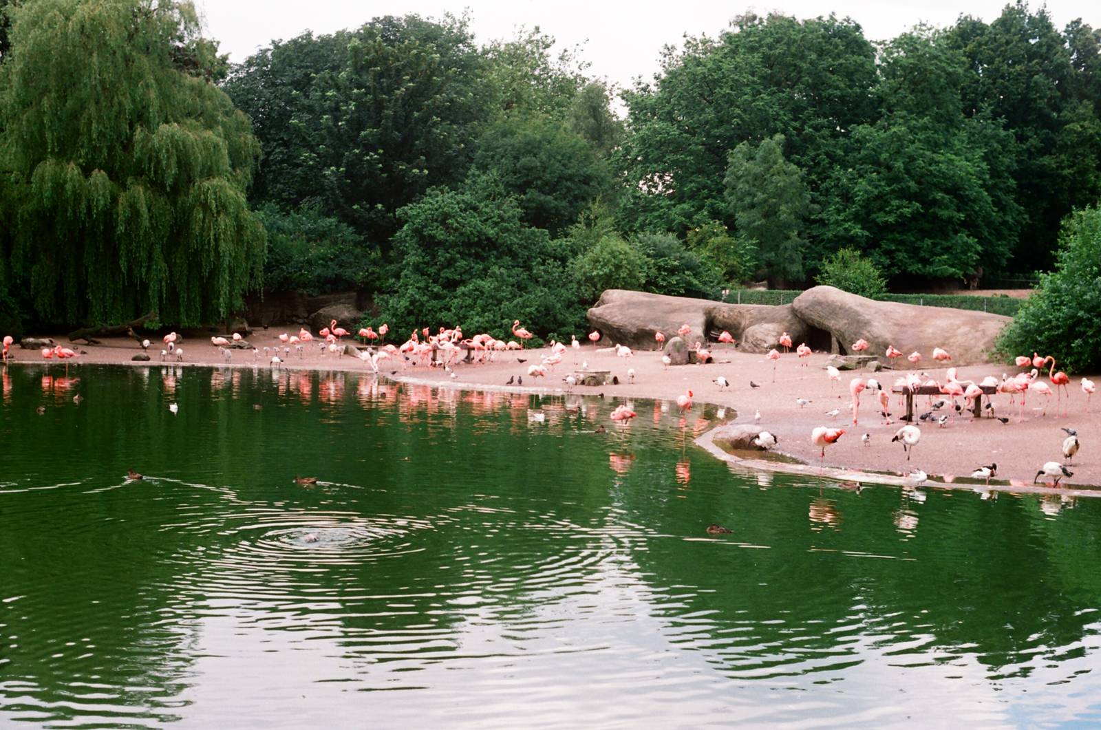 Tierpark Hagenbeck 1991 - Flamingo Lagoon
