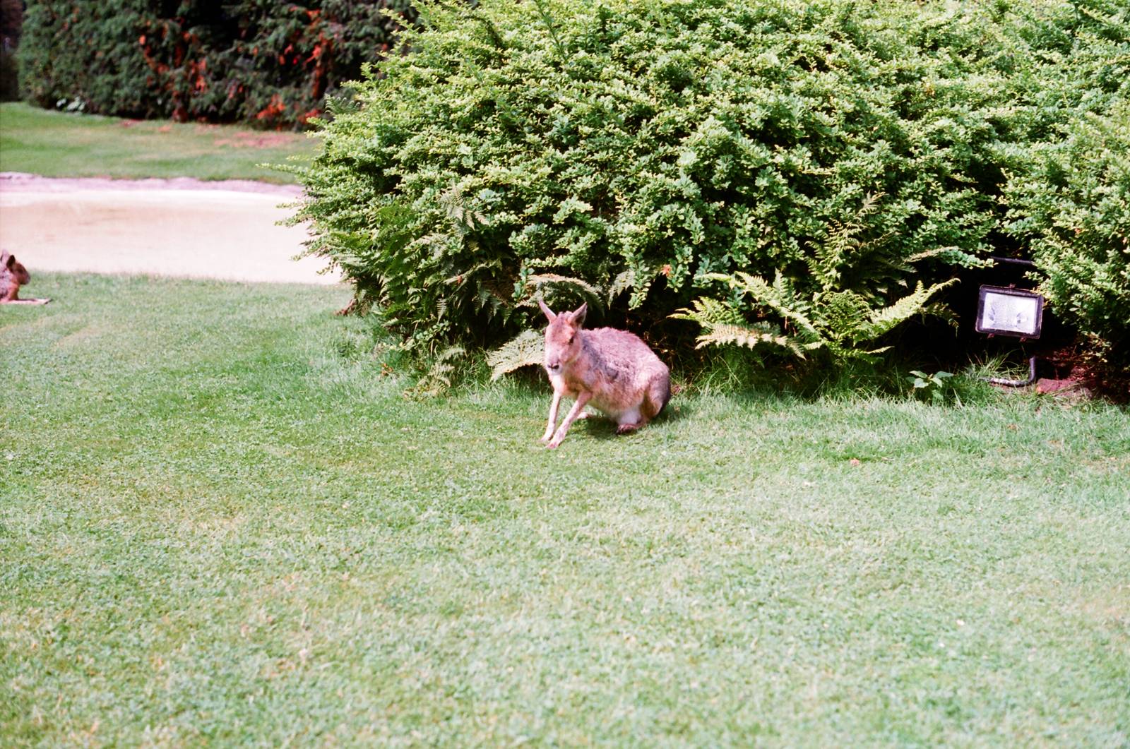 Tierpark Hagenbeck 1991 - Free-ranging Mara
