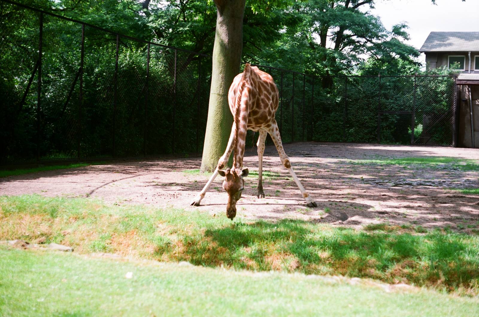 Tierpark Hagenbeck 1991 - Giraffe enclosure
