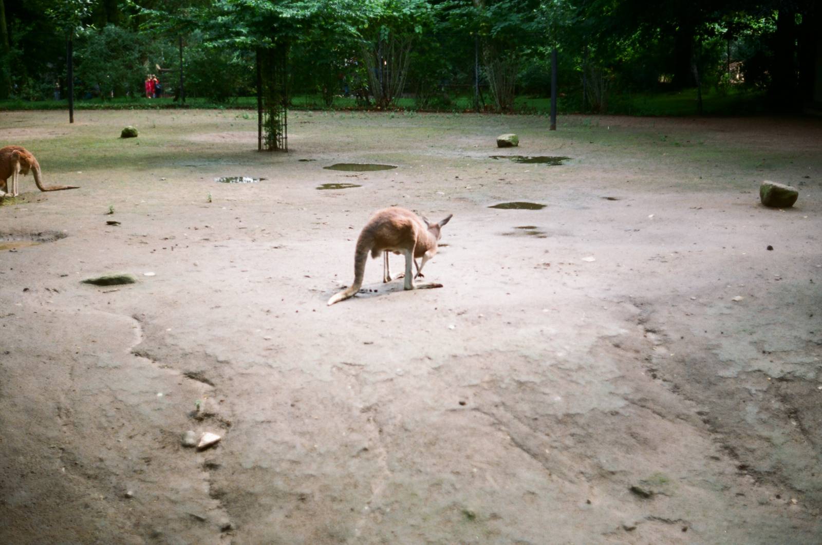 Tierpark Hagenbeck 1991 - Kangaroo exhibit